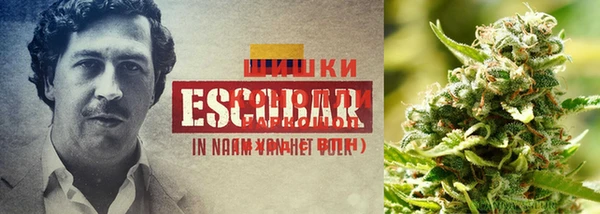 тгк Дмитров